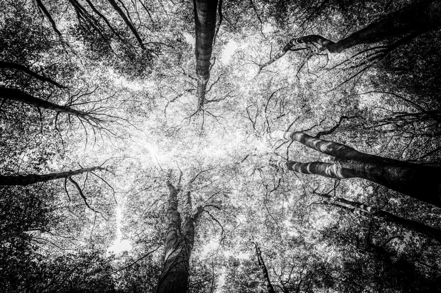 Tree canopy